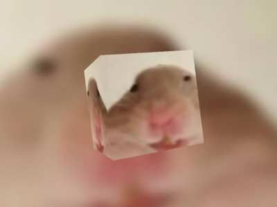 hampter
