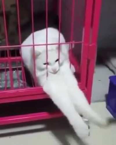 The real long cat