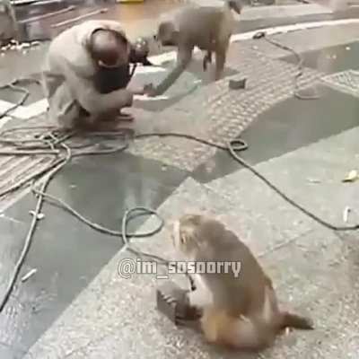 Normal day at the zoo