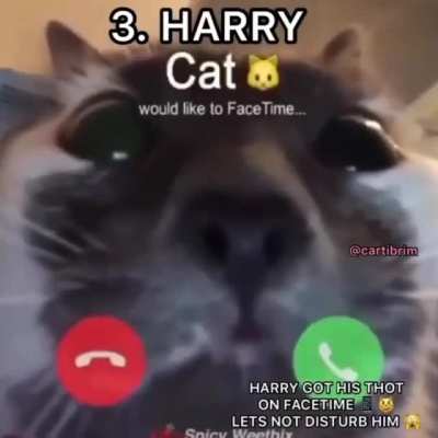 Top 5 cat vibe