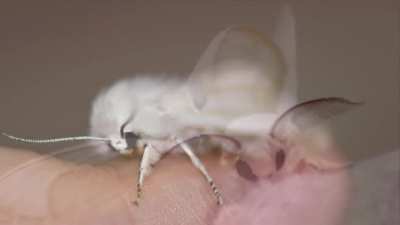 Mariposa albina
