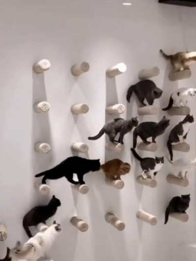 Calling to order a meeting of the League of Catsassins