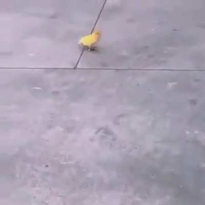 🐤