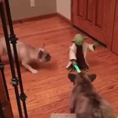 Yoda surrounded