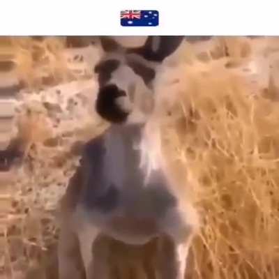 New Zealand