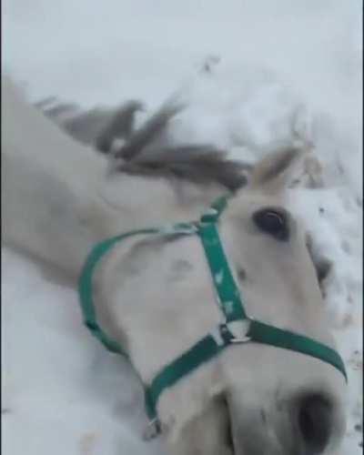 Horse that thinks he is a dog