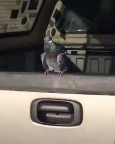 Just a bird chillin'