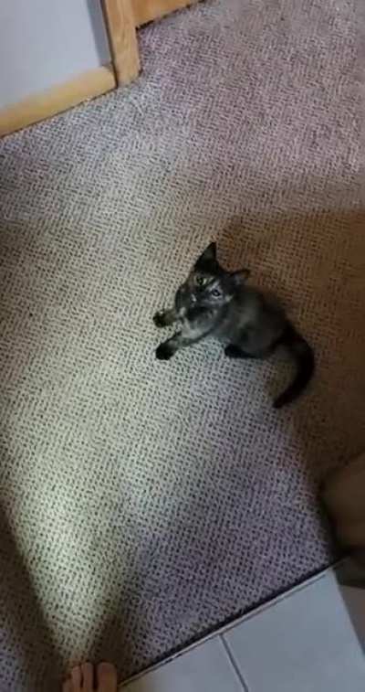 Rescued a sick kitten. Meds are working and she is full of energy now.