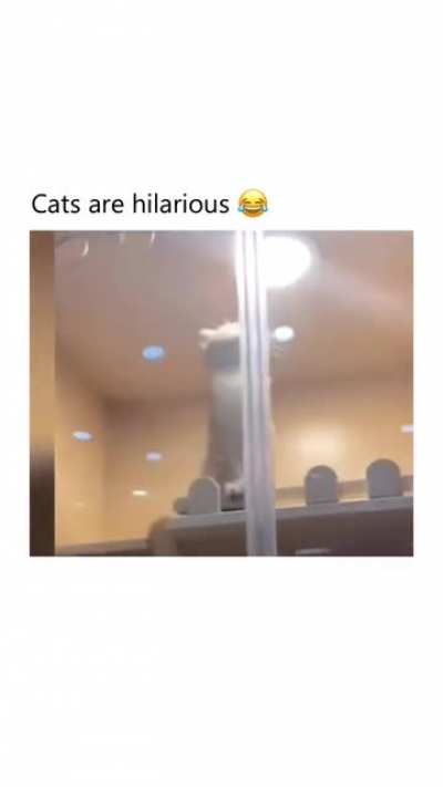 Cat☕