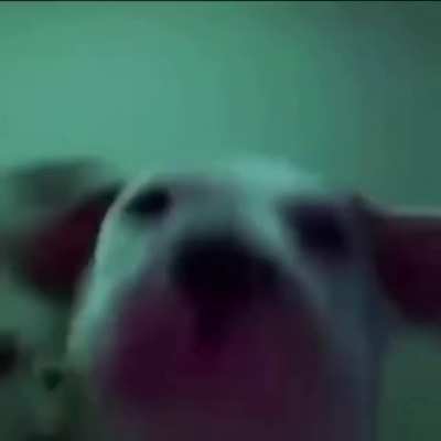 Funny dog