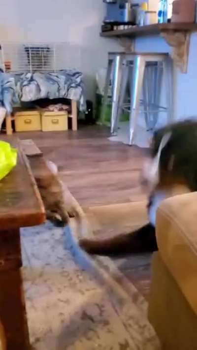 Our cat's an a$$hole...