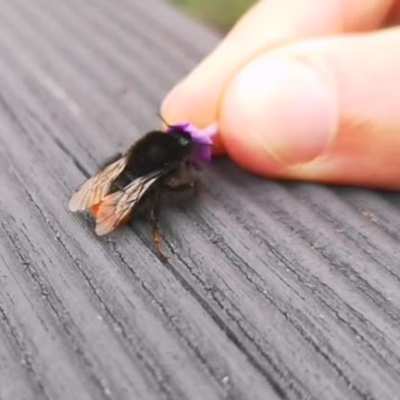 🔥 Offering a tired bumblebee some lavender