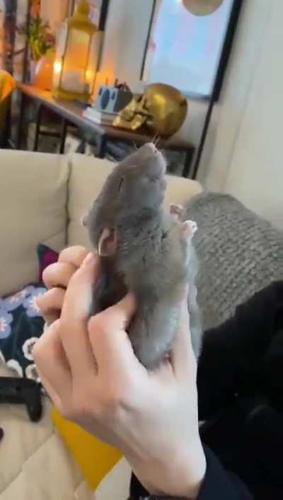 Even units need some scritches. 