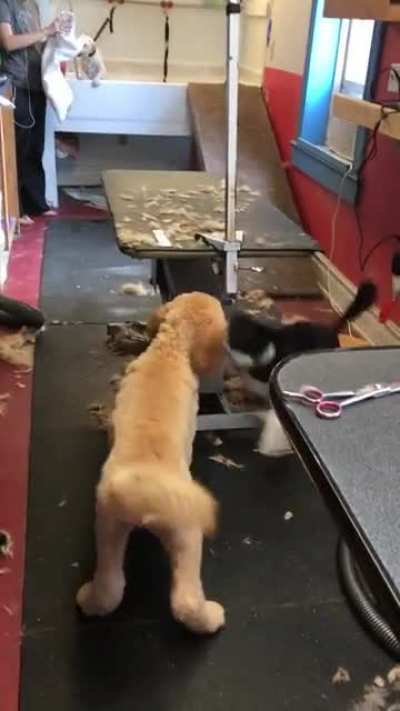 My puppy (6 month border collie) was stoked to have another puppy (5 month poodle) to play with at work today.