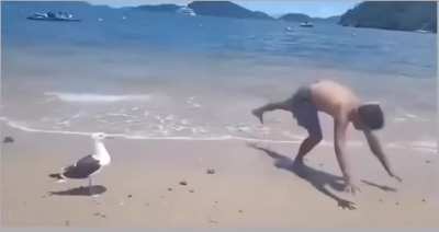 Seagull be like