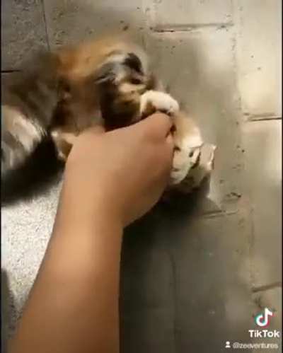 Eye of the Tiger