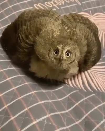 beautiful owls,