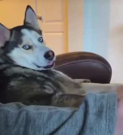 C’mon hooman don’t stopped