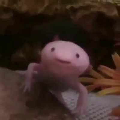 }