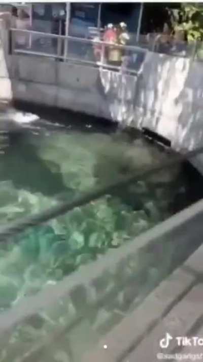 Feeding The water doggo