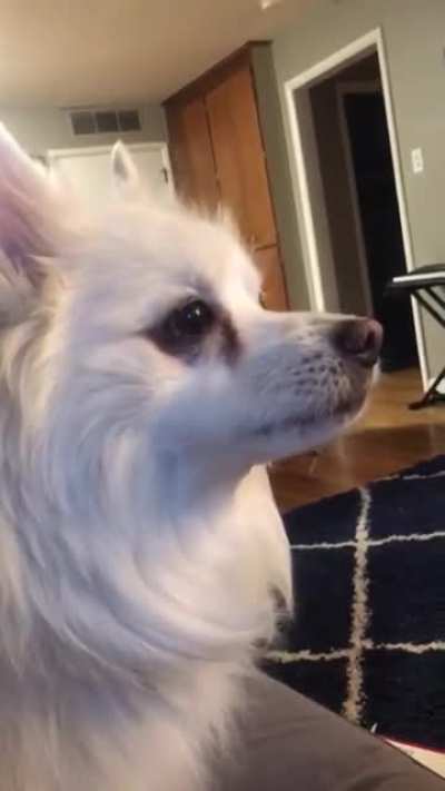 Woof_irl