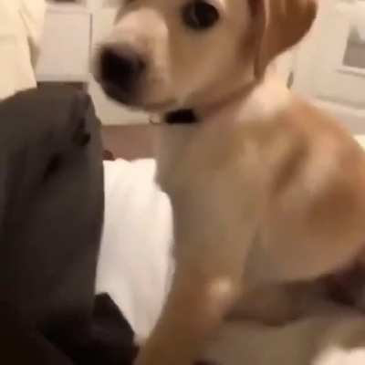 What a nice dog
