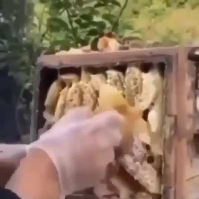 Bee there or bee square