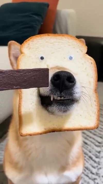 Who’s a good booo..read?
