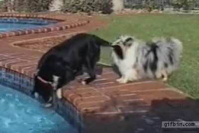 Dogs use Teamwork to get Ball out of the Pool
