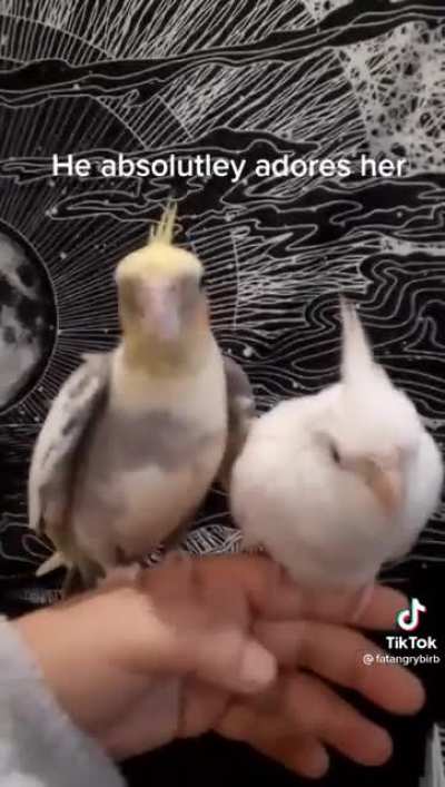 Getting Tommy a friend