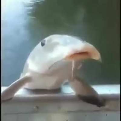 XD