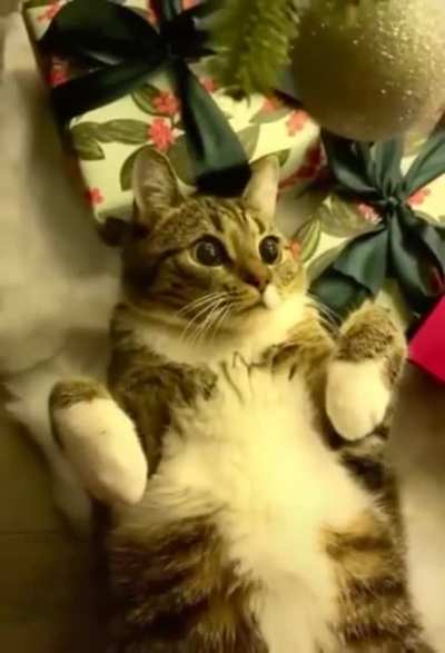 Million dollar kitty
