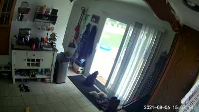 Lightning hit very close to my house. This is my cat (8yo) reaction.