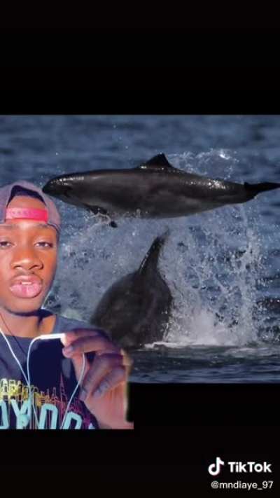 Dolphins be Crazy