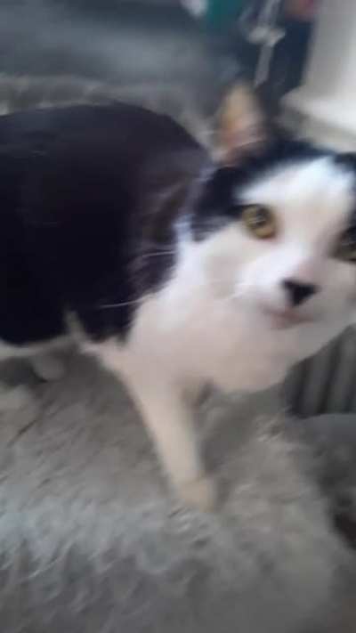 Clancy, the king of yelling - a compilation
