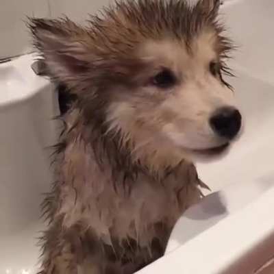 No bath... my body still smells good. Just finished taking a shower last month