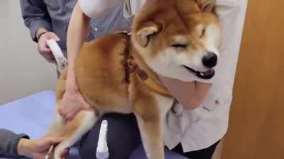 Shibascream