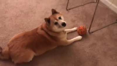 Awoken by the sounds of Doge