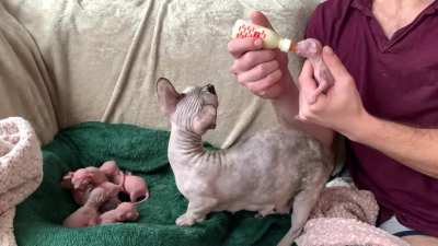 Update from 8 bambino kittens family. Yesterday we got loads of love so we decided to post everyday here for the next 3 months moments like these until kittens leaves to new home ❤️Our morning ritual, helping beautiful mama out by feeding her babies at le