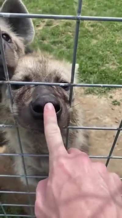 Many, many big animals with many big teeth!