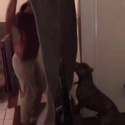 HMC while doing a trick for the dog.