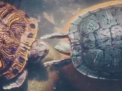 This turtle behavior, often called 