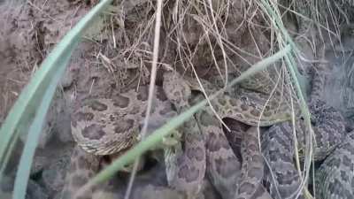 GoPro Falls Into a Rattlesnake Mega Den in Montana - WARNING: NIGHTMARE FUEL (Snakes Repeatedly Attack the Camera)