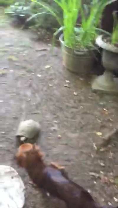 This tortoise playing soccer with his dog best friend.