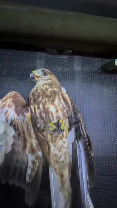 The wounded winged friend knew where to fall with his last strength. The combat medic says that the rehabilitation of the downed eagle is still ongoing, but he is already enrolled in the unit and even has his own call sign — Mavik
