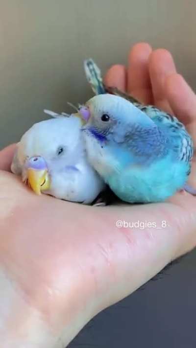Baby brother budgies bonding