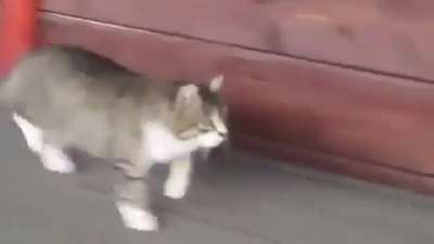 At çiftliğinde büyüyen Romka adlı bir kedy.