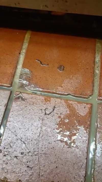 We don't have wall snakes, window eagles, or backroom bears, but we do have cooler worms