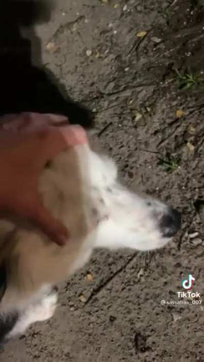 What da dog doing?