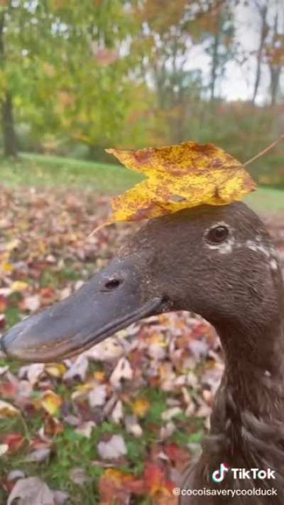 Leaf on a Duck
